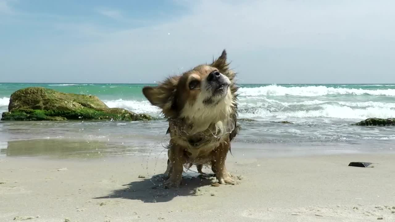 Stock Video Dog Shaking Off The Water On The Beach Live Wallpaper For PC - Free Download