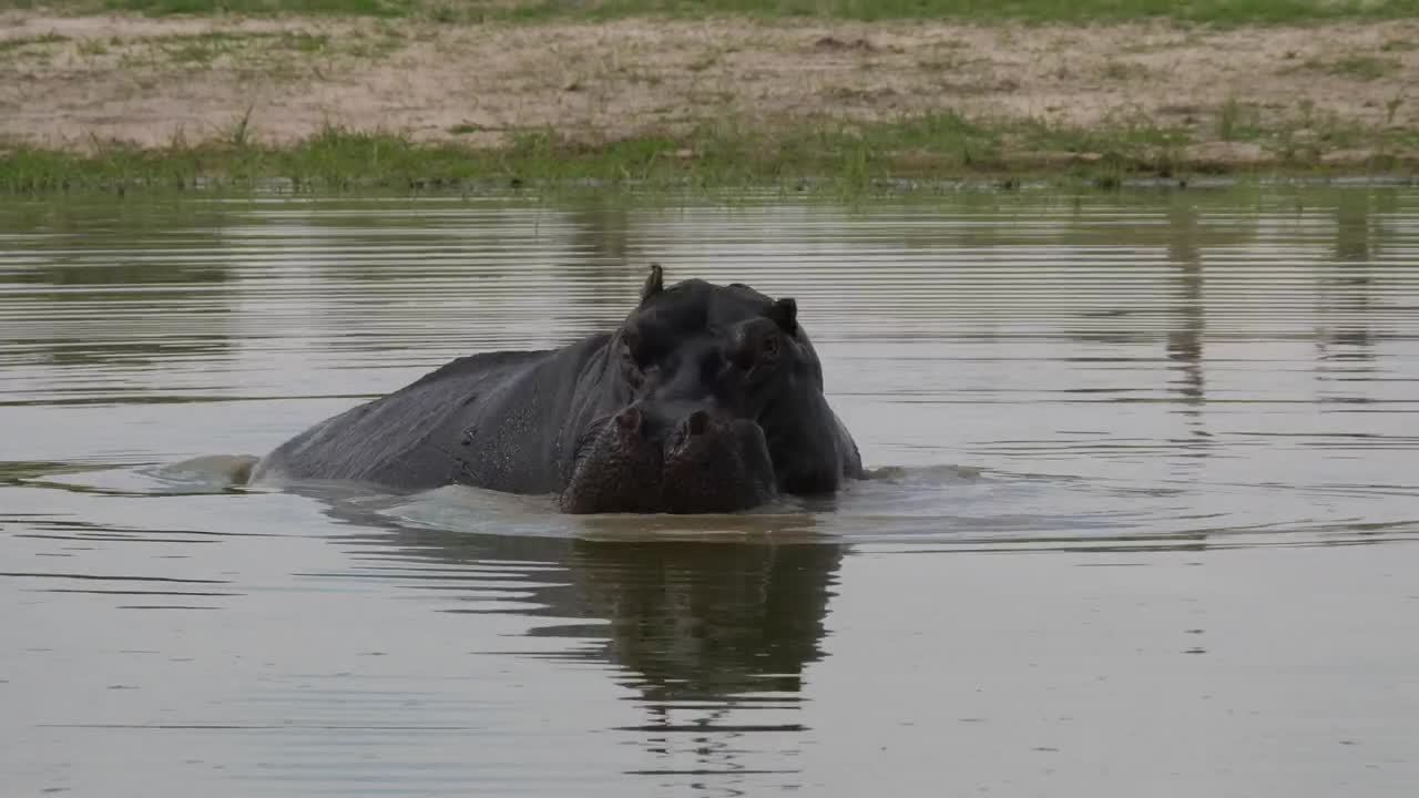 Stock Video Hippo Yawning In The Lake Animated Wallpaper - Free Download