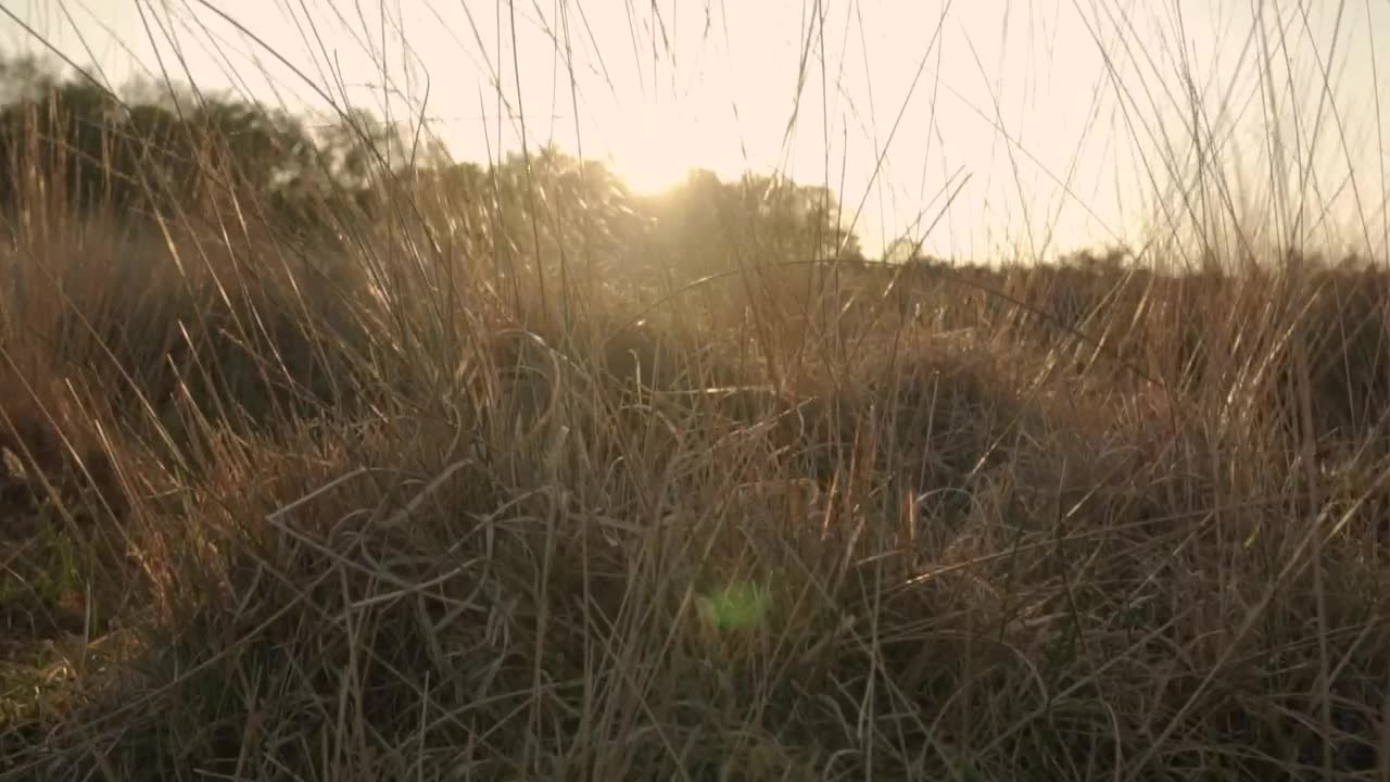 Stock Video Detailed View Of The Dry Herbs Of A Desert Live Wallpaper For PC - Free Download