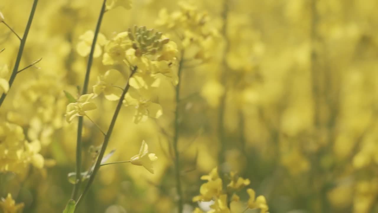 Stock Video Detailed Shot Of Flowering Crops Live Wallpaper For PC - Free Download