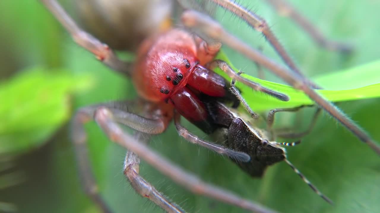 Free Video Stock Spider Eating An Insect Live Wallpaper - Free Download