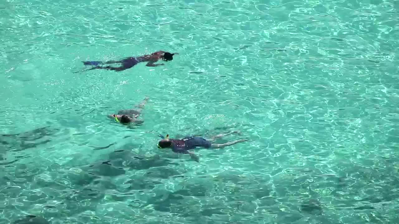Stock Video People Snorkeling On Crystal Clear Waters Live Wallpaper - Free Download