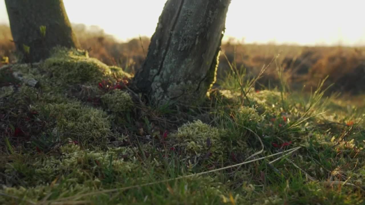 Free Video Stock texture of the flora of a forest in detail Live Wallpaper - Free Download