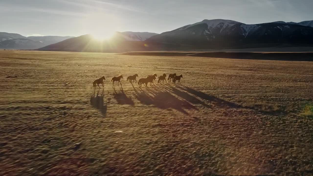 Free Stock Video Wild Horses Running In A Meadow Near The Mountains Live Wallpaper - Free Download