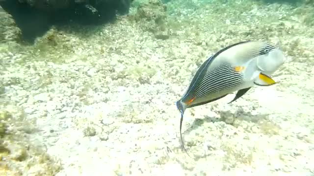 Stock Video Large Fish Swimming Over A Reef Smal Animated Wallpaper - Free Download