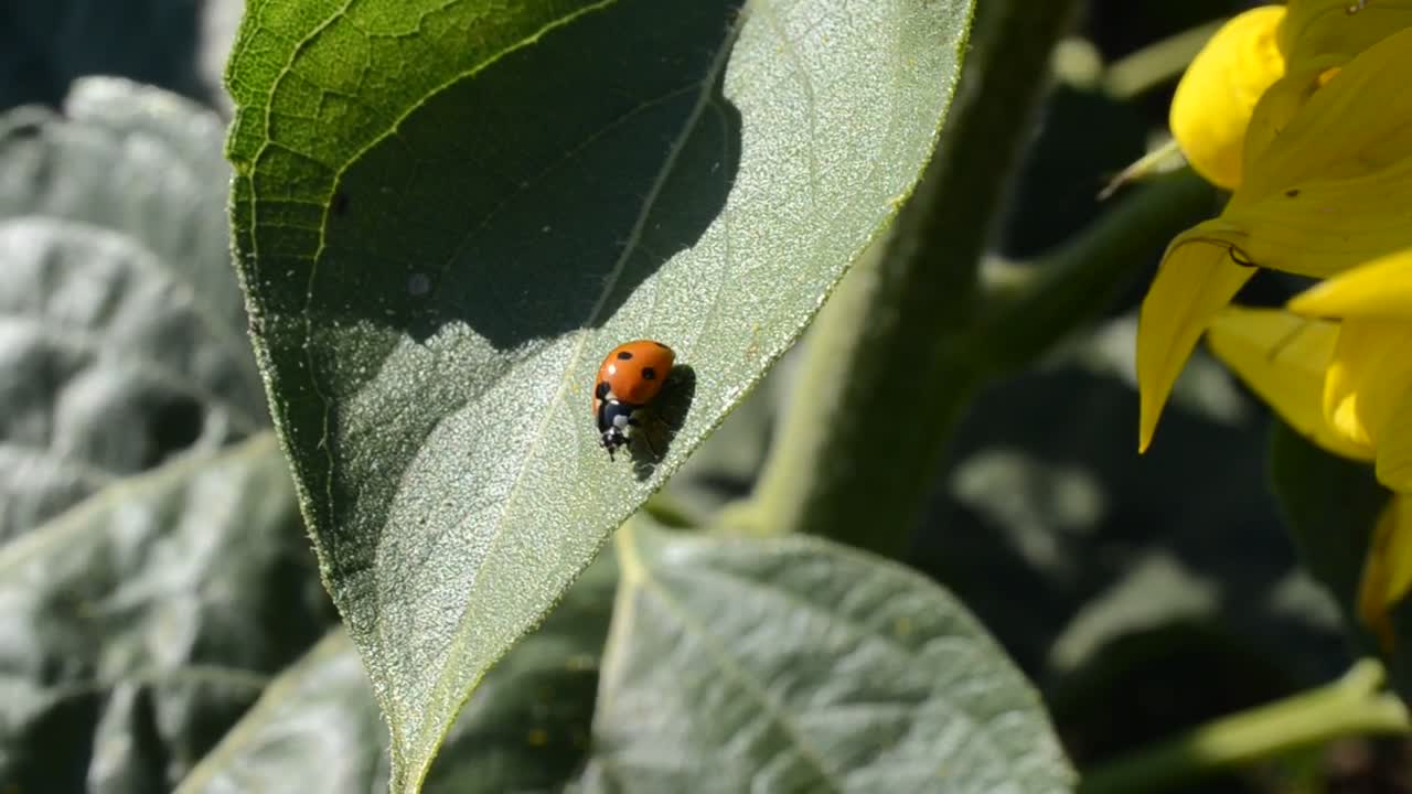 Stock Video Ladybug Sitting On A Plant Animated Wallpaper - Free Download