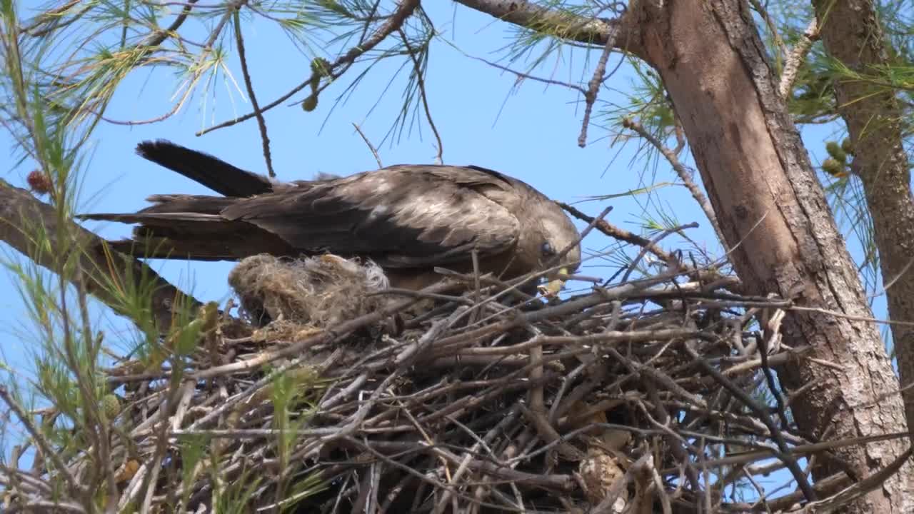 Stock Video Eagle Building A Nest In A Tree Live Wallpaper For PC - Free Download