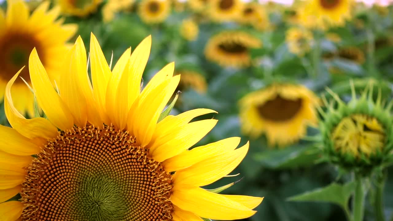 Video Stock Close Up Of A Sunflower Live Wallpaper For PC - Free Download