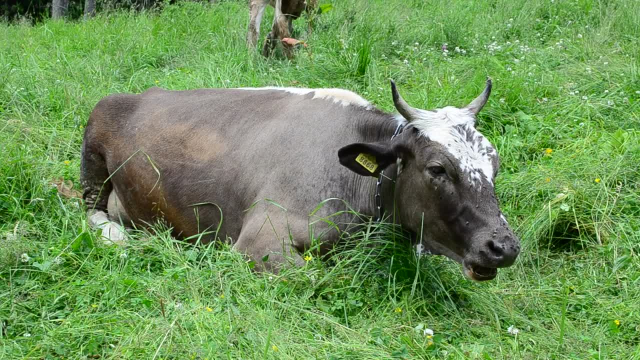 Stock Video Cow Laying Down And Eating Grass Live Wallpaper For PC - Free Download