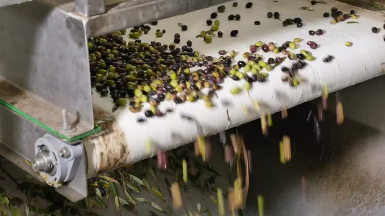 Stock Video Olive Conveyor Machine Close Up View Live Wallpaper - Free Download