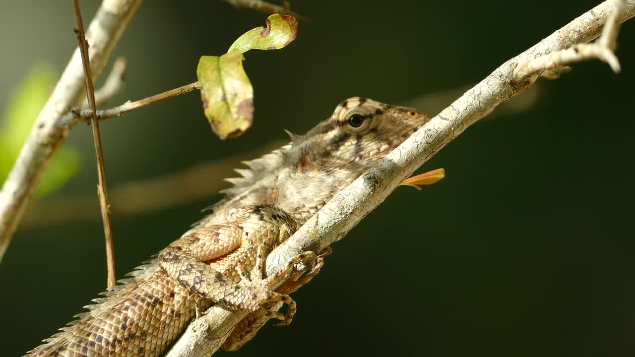 Video Stock Chameleon Resting On A Branch Live Wallpaper For PC - Free Download