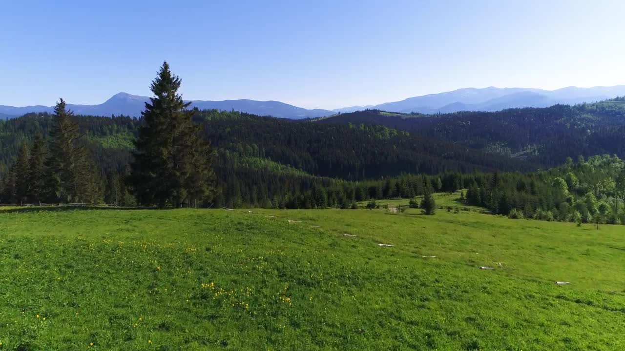 Stock Video Flying Over A Green Meadow And Forest Live Wallpaper For PC - Free Download