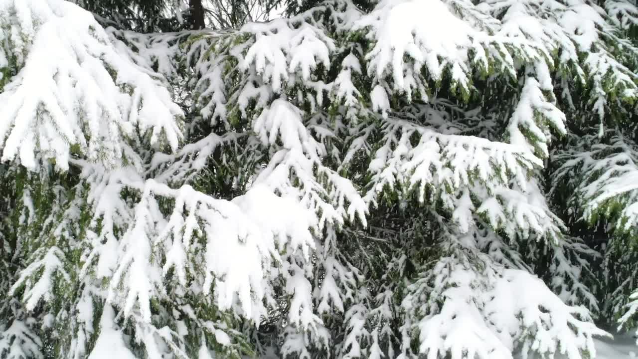 Free Video Stock Snowing In A Forest Slow Motion Close Up Live Wallpaper - Free Download