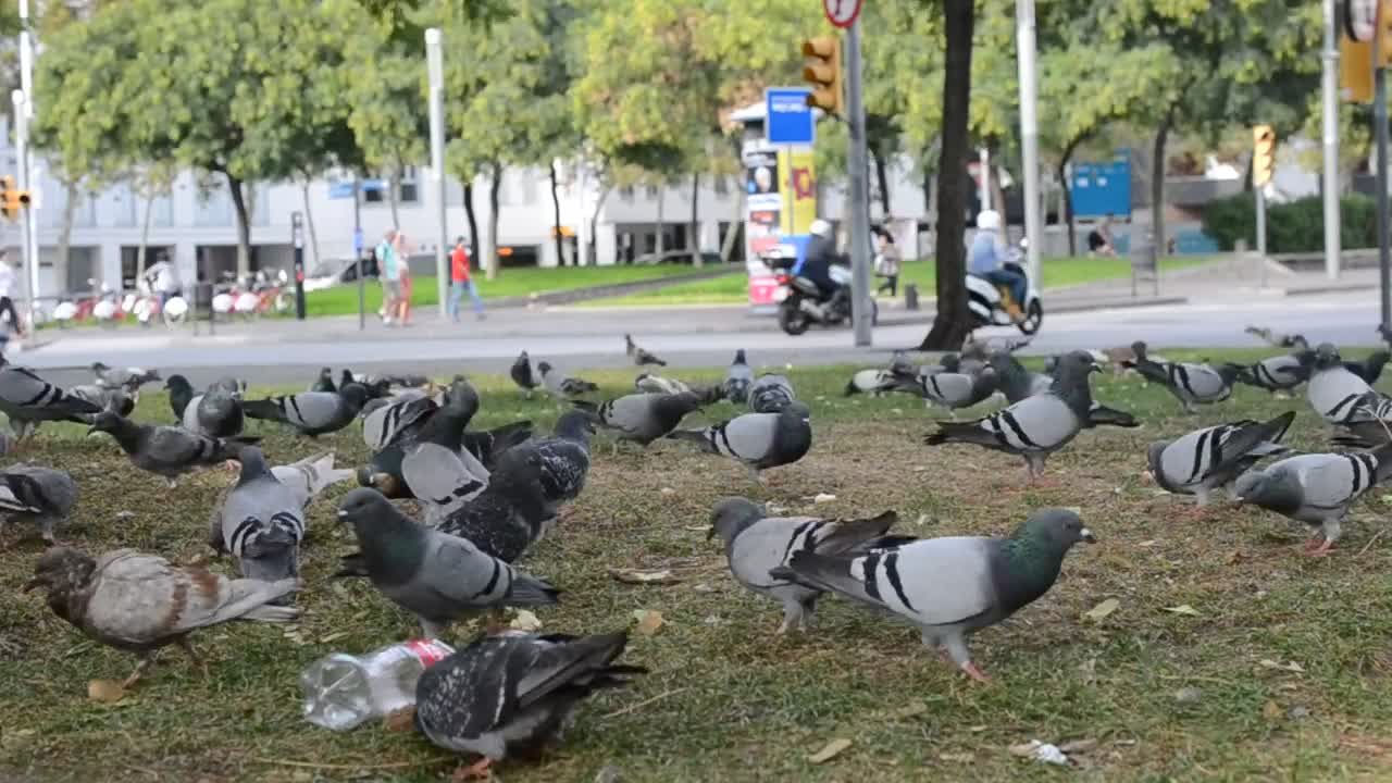 Video Stock Pigeons Feeding In A Dirty Park Live Wallpaper Free - Free Download