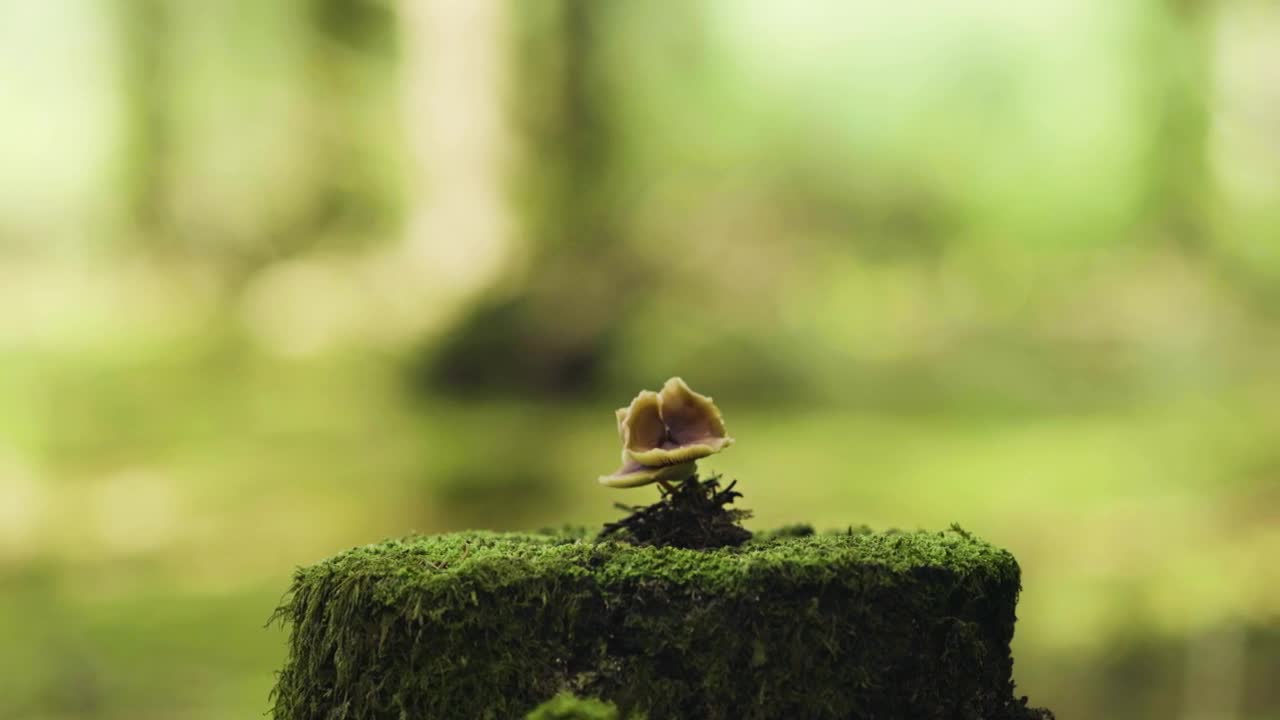 Stock Footage Wild Mushroom Growing From A Tree Live Wallpaper - Free Download