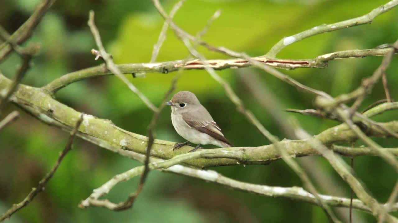 Free Video Stock tiny flycatcher on a branch Live Wallpaper - Free Download