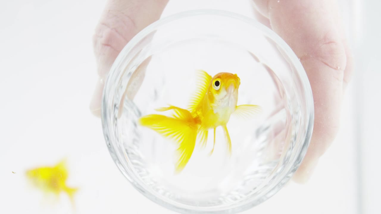 Stock Video Goldfish In A Glass Live Wallpaper For PC - Free Download