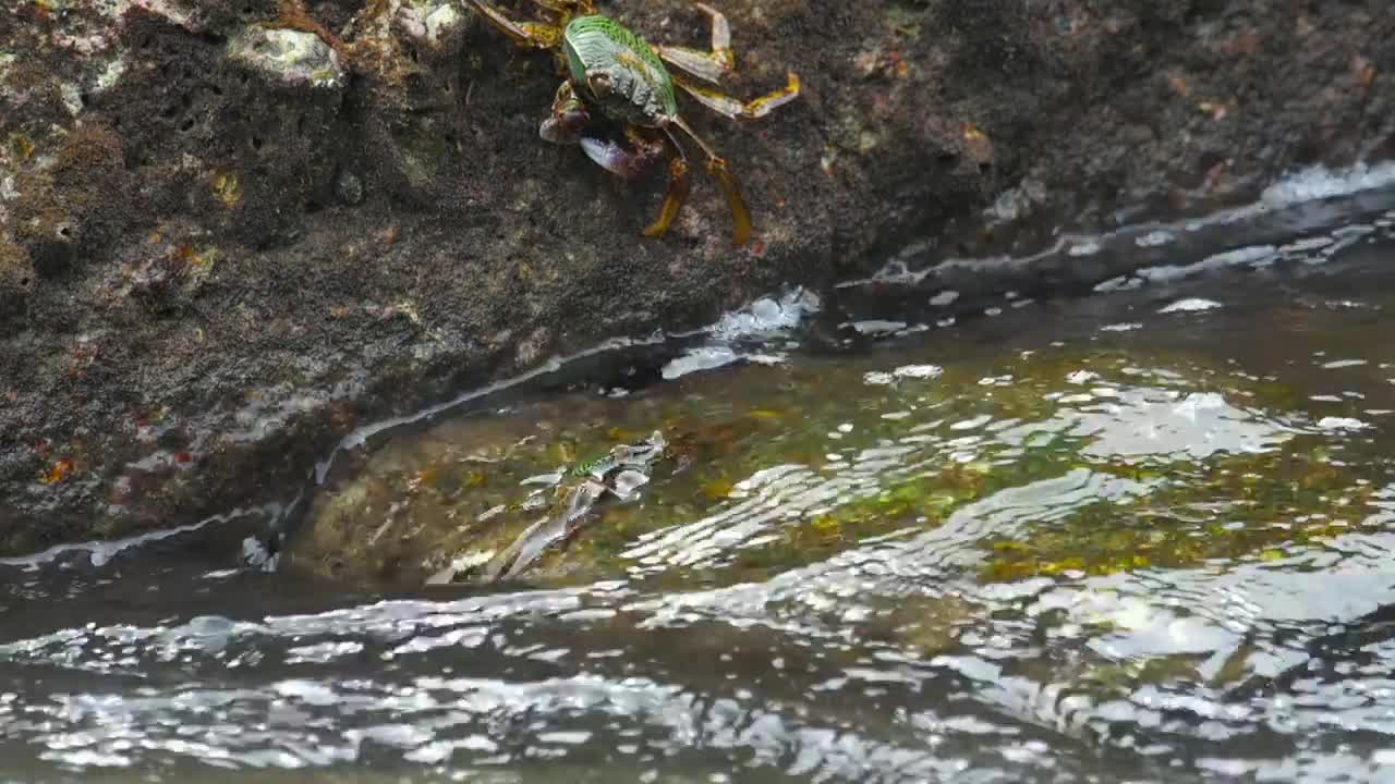 Stock Video Crabs Standing On A Rock Live Wallpaper For PC - Free Download