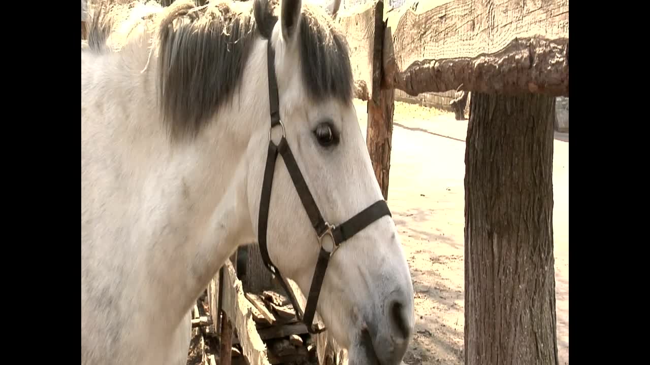 Stock Footage White Horse Licking Wooden Fence Live Wallpaper - Free Download