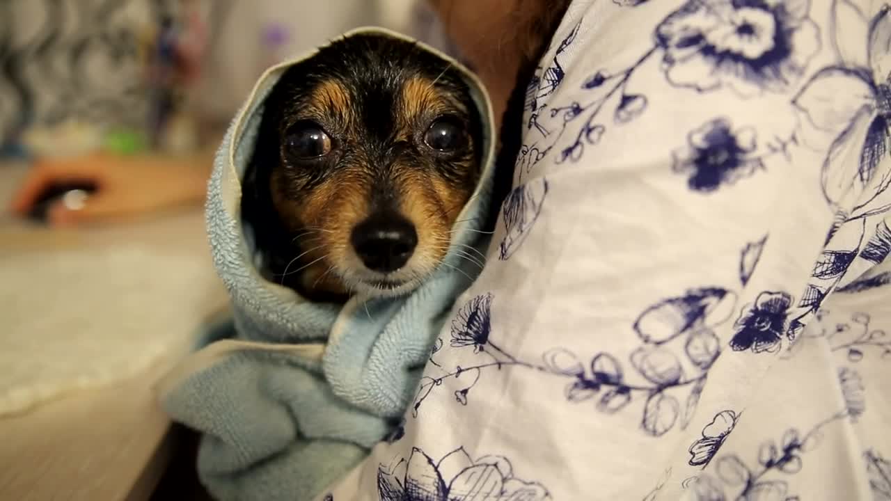 Stock Video Dog Relaxing After A Bath Live Wallpaper For PC - Free Download