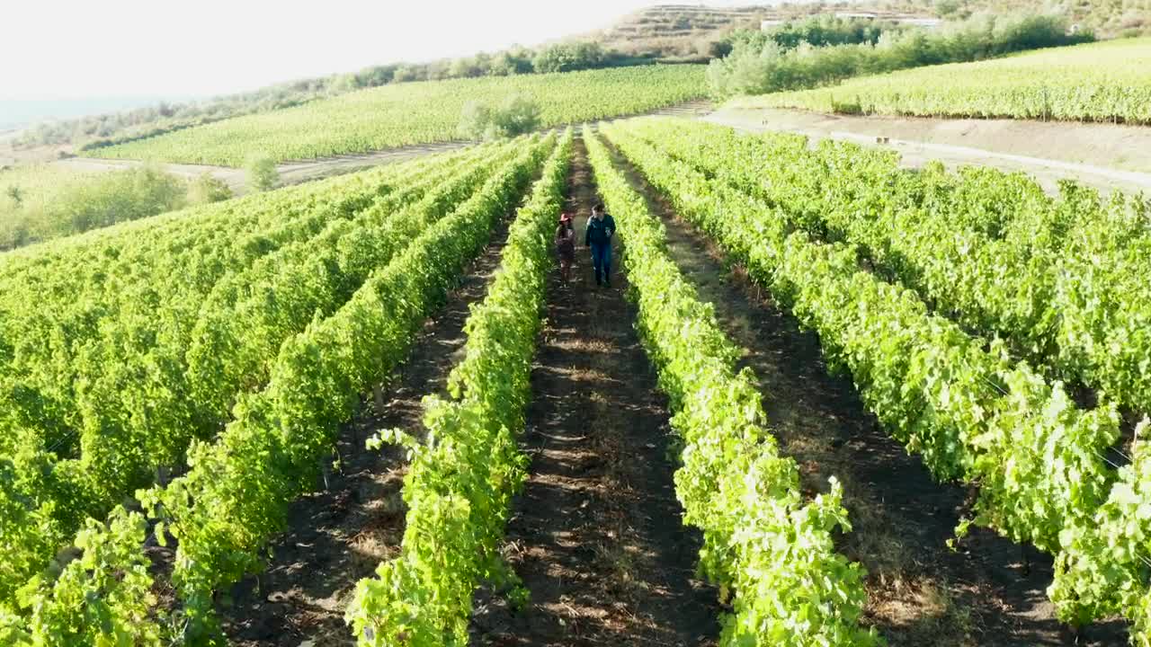 Stock Video Couple Walking Through A Vineyard Field Live Wallpaper For PC - Free Download