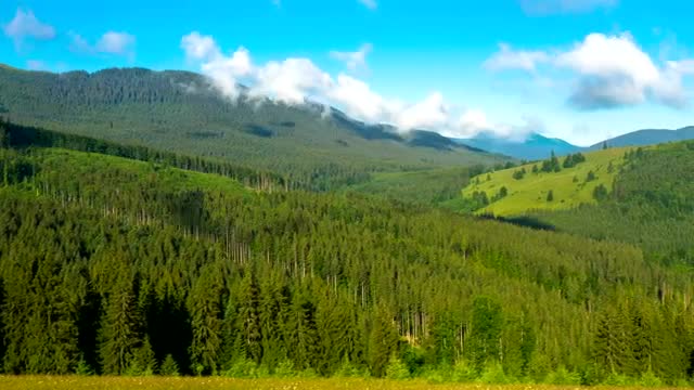 Free Stock Video Shadows Of The Clouds Above A Large Pine Forest Live Wallpaper - Free Download