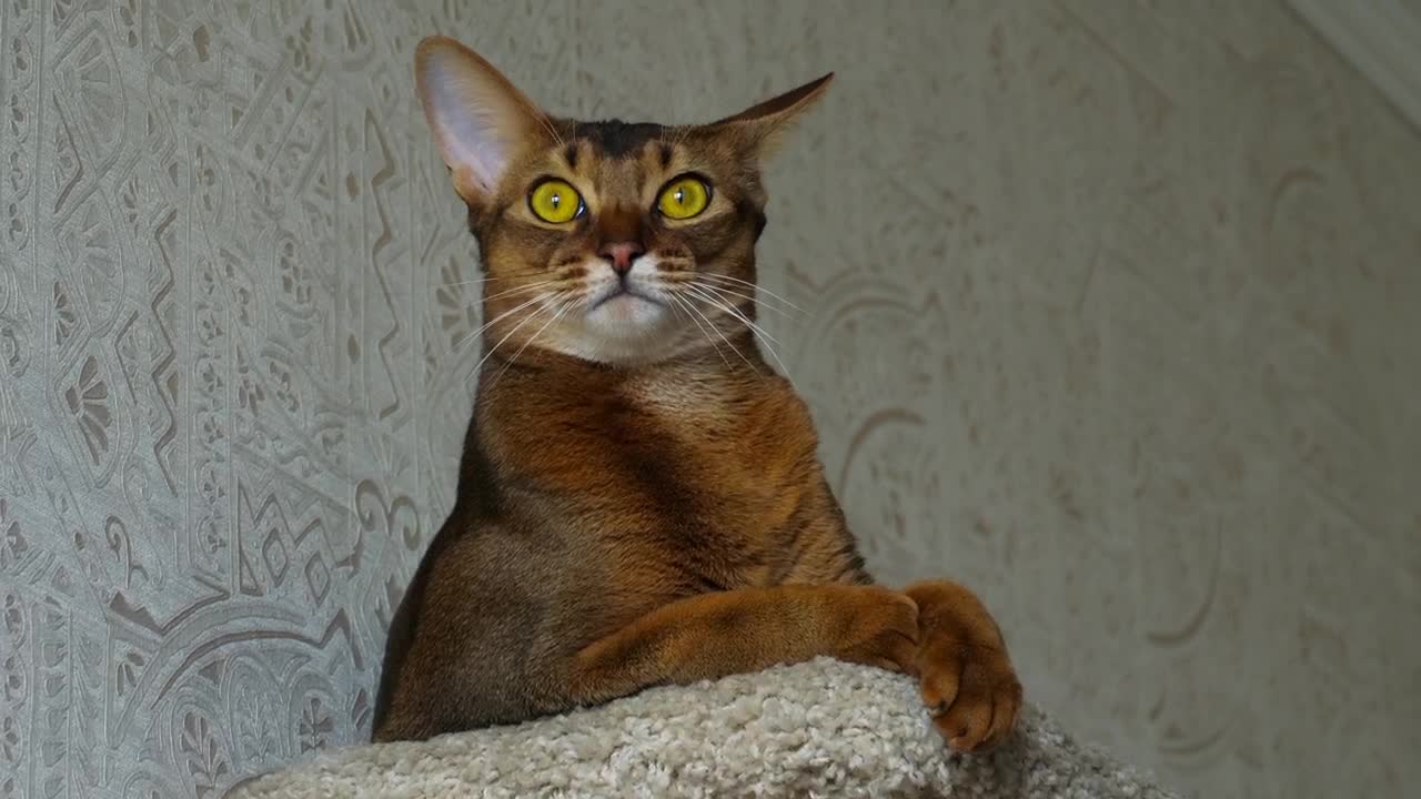 Video Stock Cat Rubbing His Head Live Wallpaper For PC - Free Download