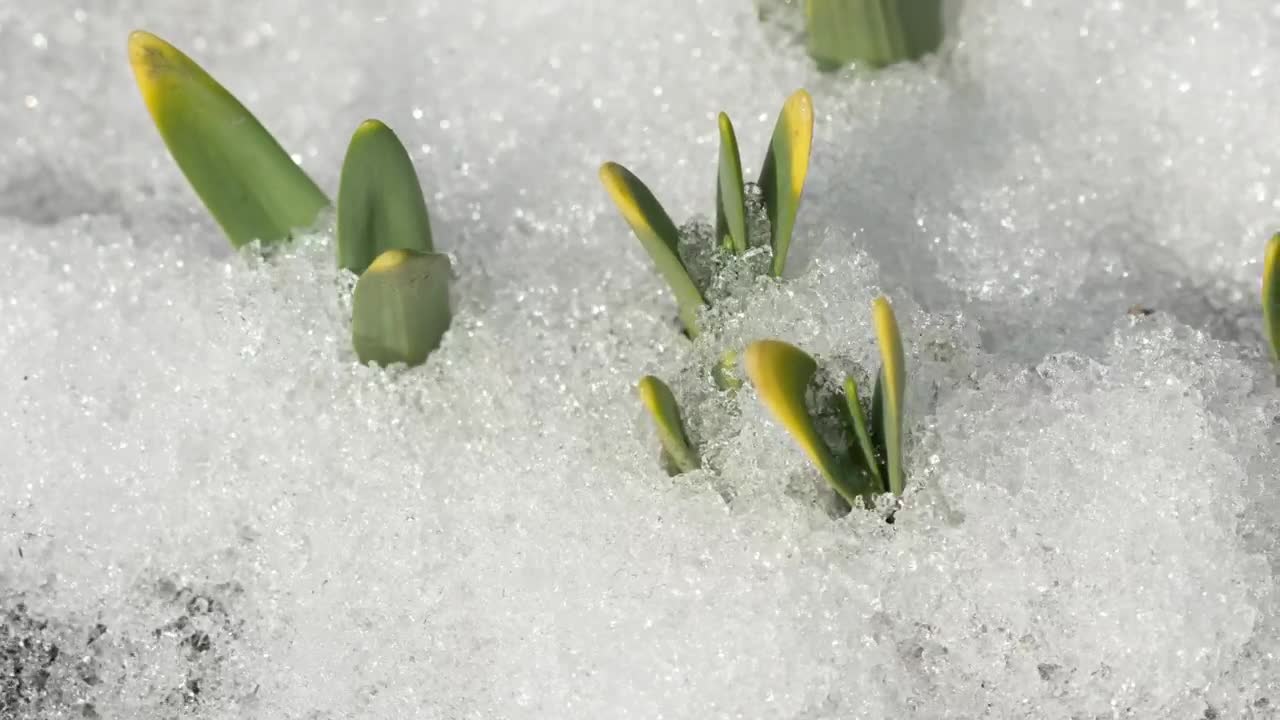 Stock Video Melting Snow In The Groun Animated Wallpaper - Free Download