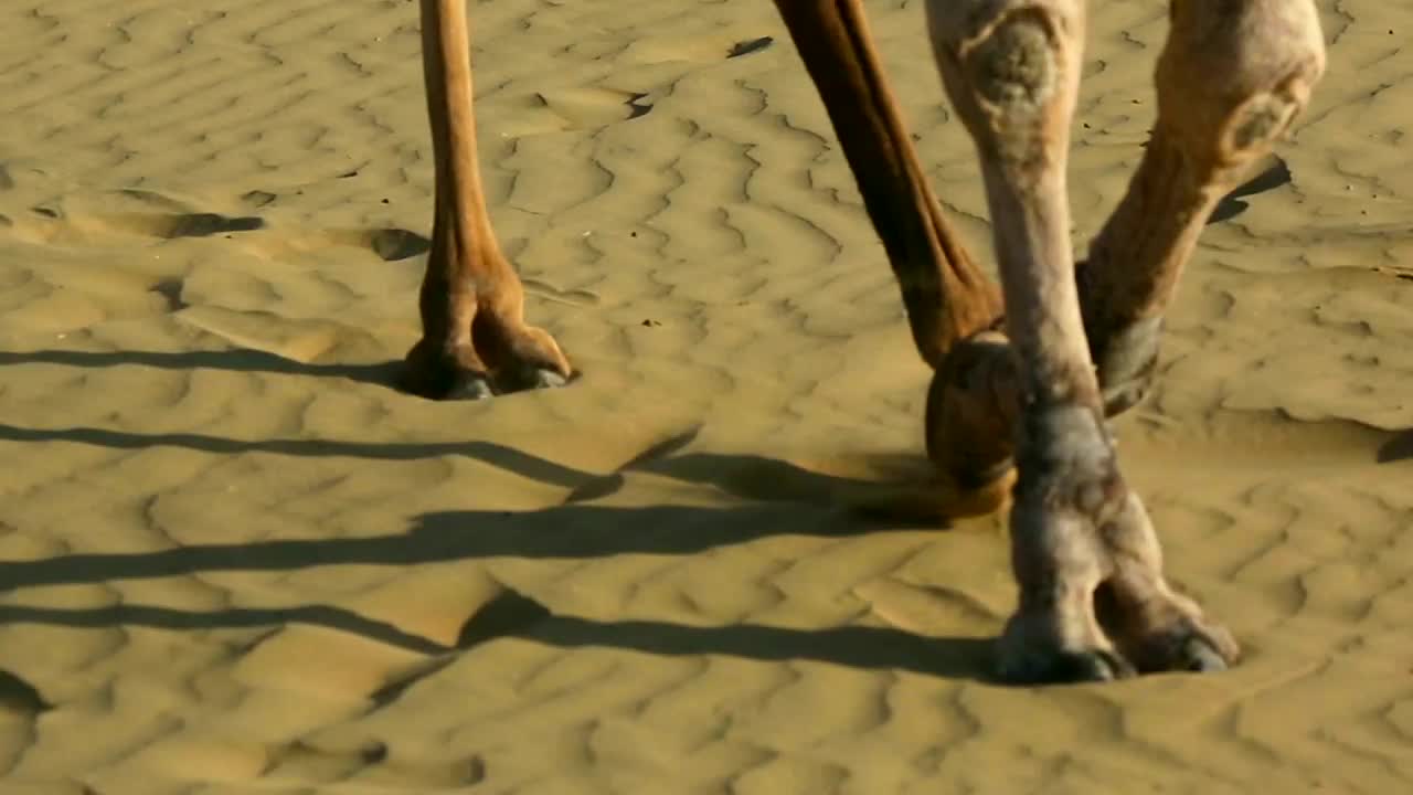Video Stock Camels Crossing The Desert Live Wallpaper For PC - Free Download