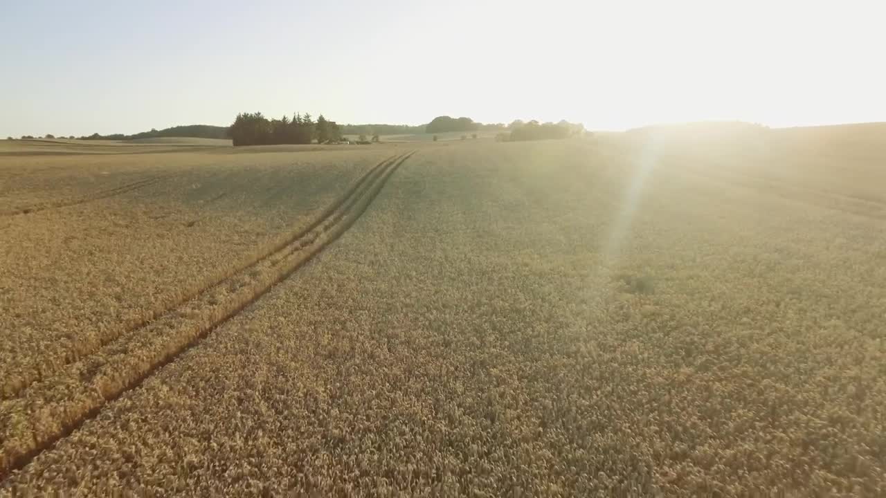 Free Video Stock Sun Shining Over A Wheat Field Live Wallpaper - Free Download