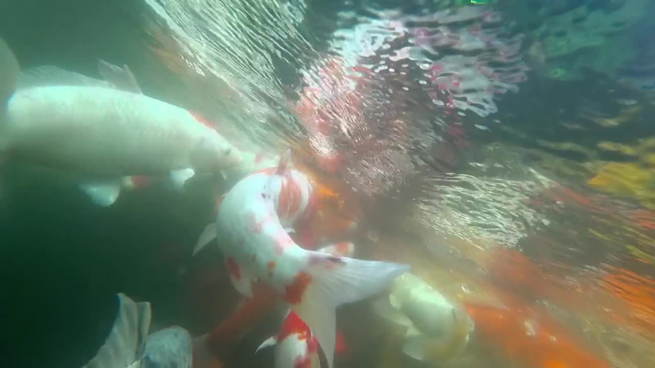 Stock Video Koi Fish Swimming In The Pond Animated Wallpaper - Free Download