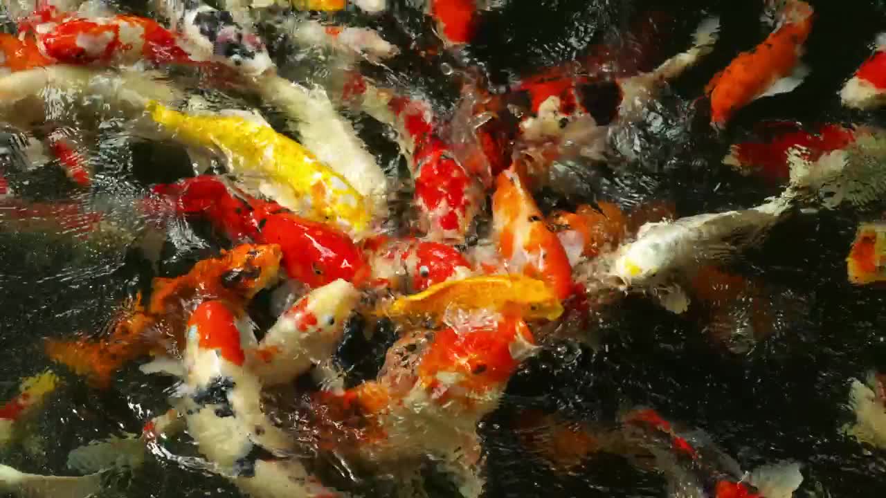 Stock Video Multi Colored Koi Fish Eating In The Pond Live Wallpaper - Free Download