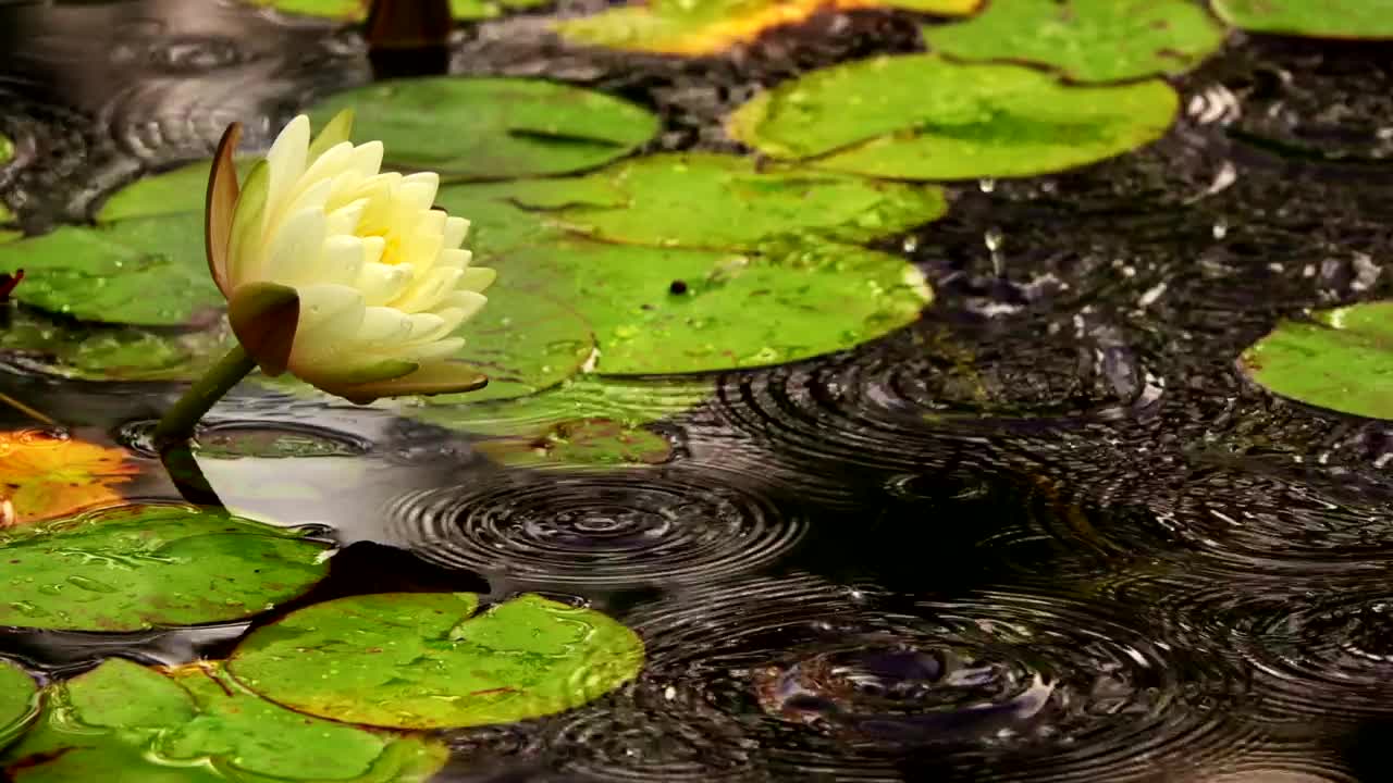 Stock Footage White Lotus Flower In A Pond With Floating Leaves Live Wallpaper - Free Download