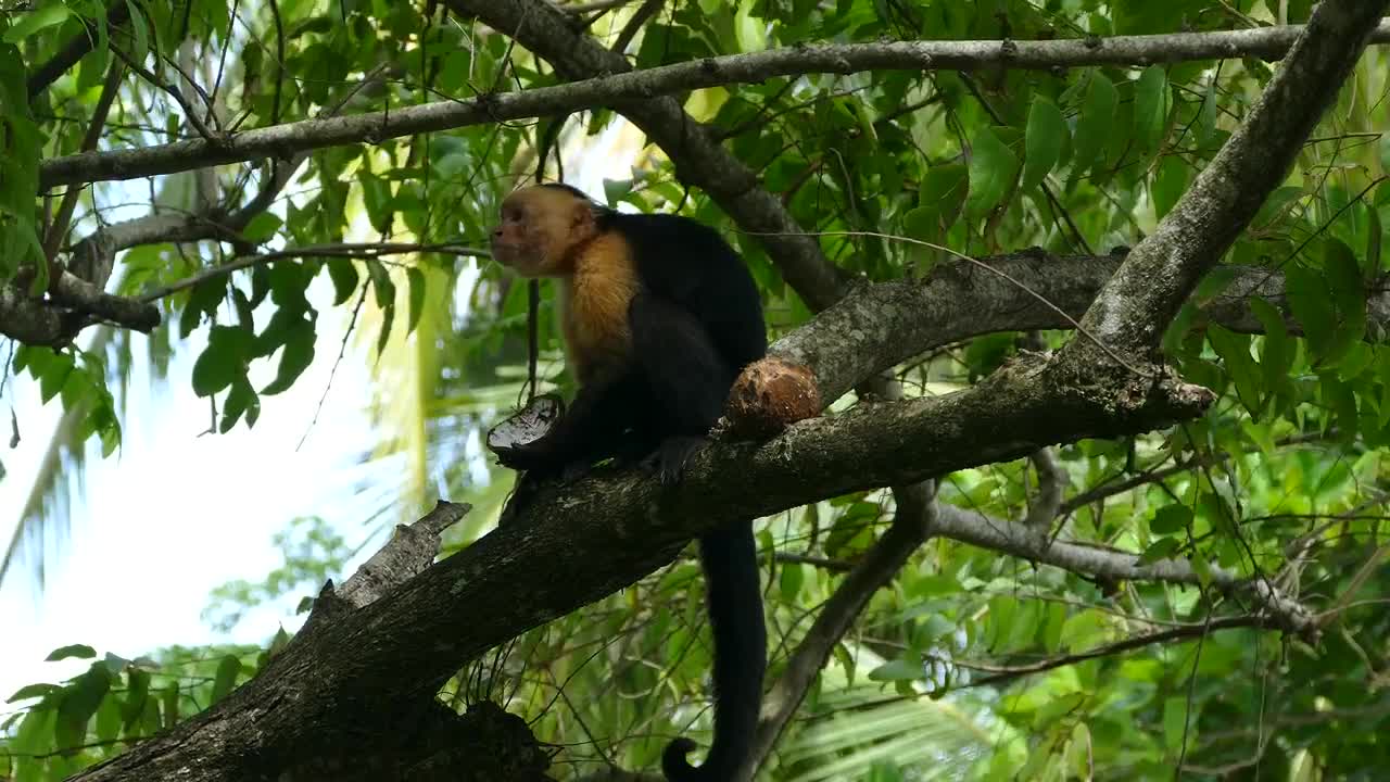 Stock Video Monkey Eating On A Tre Animated Wallpaper - Free Download