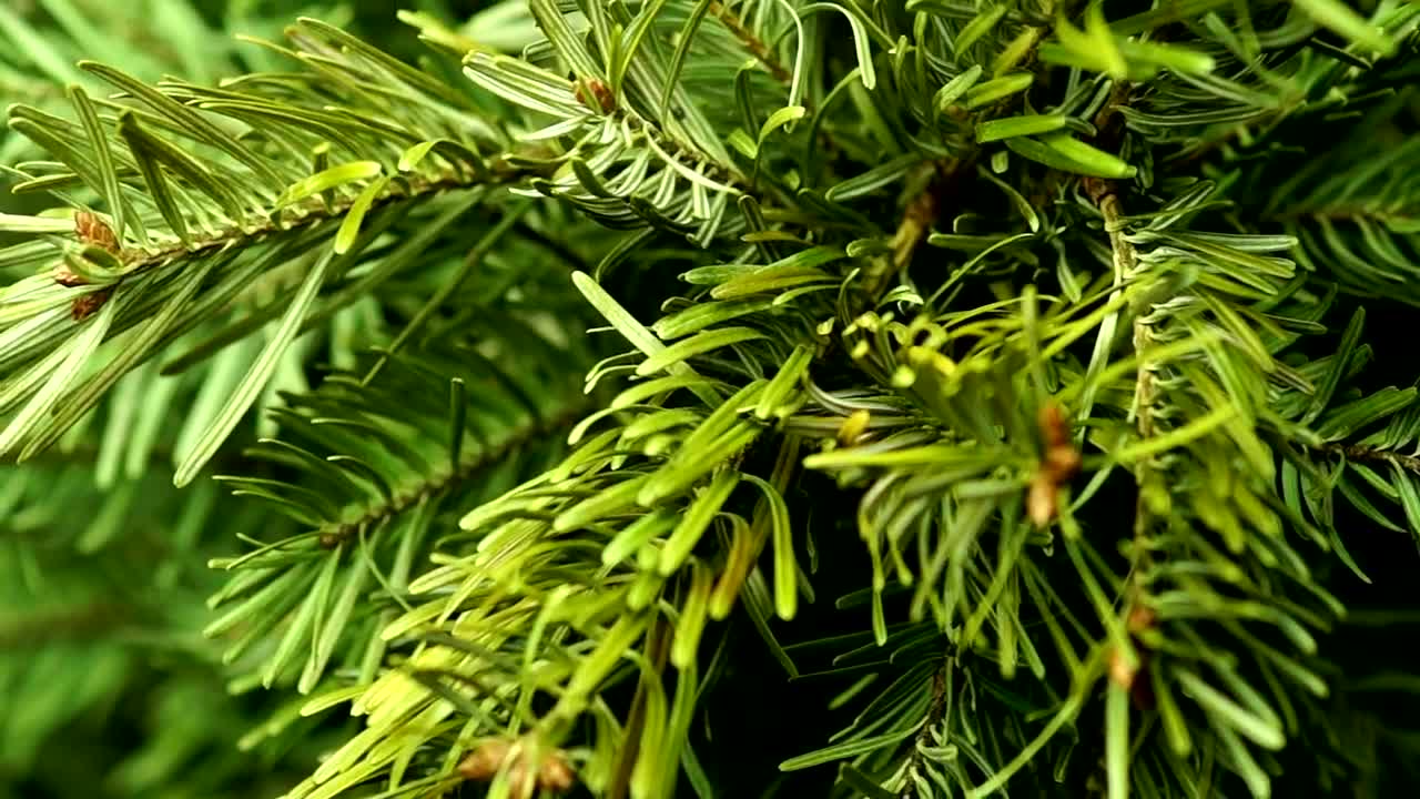 Stock Video Coniferous Tree Close Up Live Wallpaper For PC - Free Download