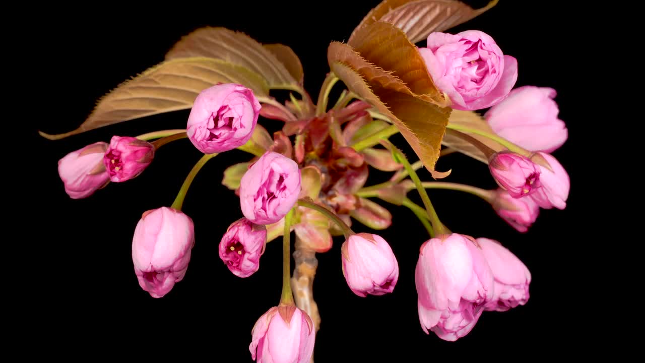 Video Stock Pink Flowers Opening Their Petals At The Same Time Live Wallpaper Free - Free Download