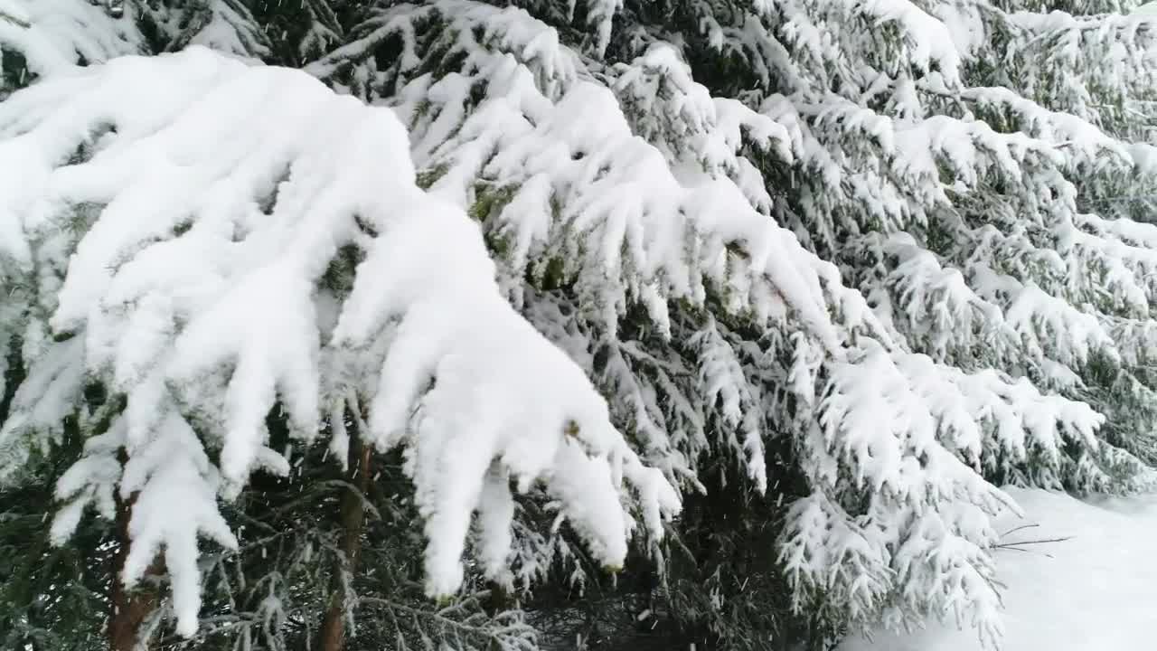 Free Video Stock Snowing In A Forest With Snow Covered Trees Live Wallpaper - Free Download
