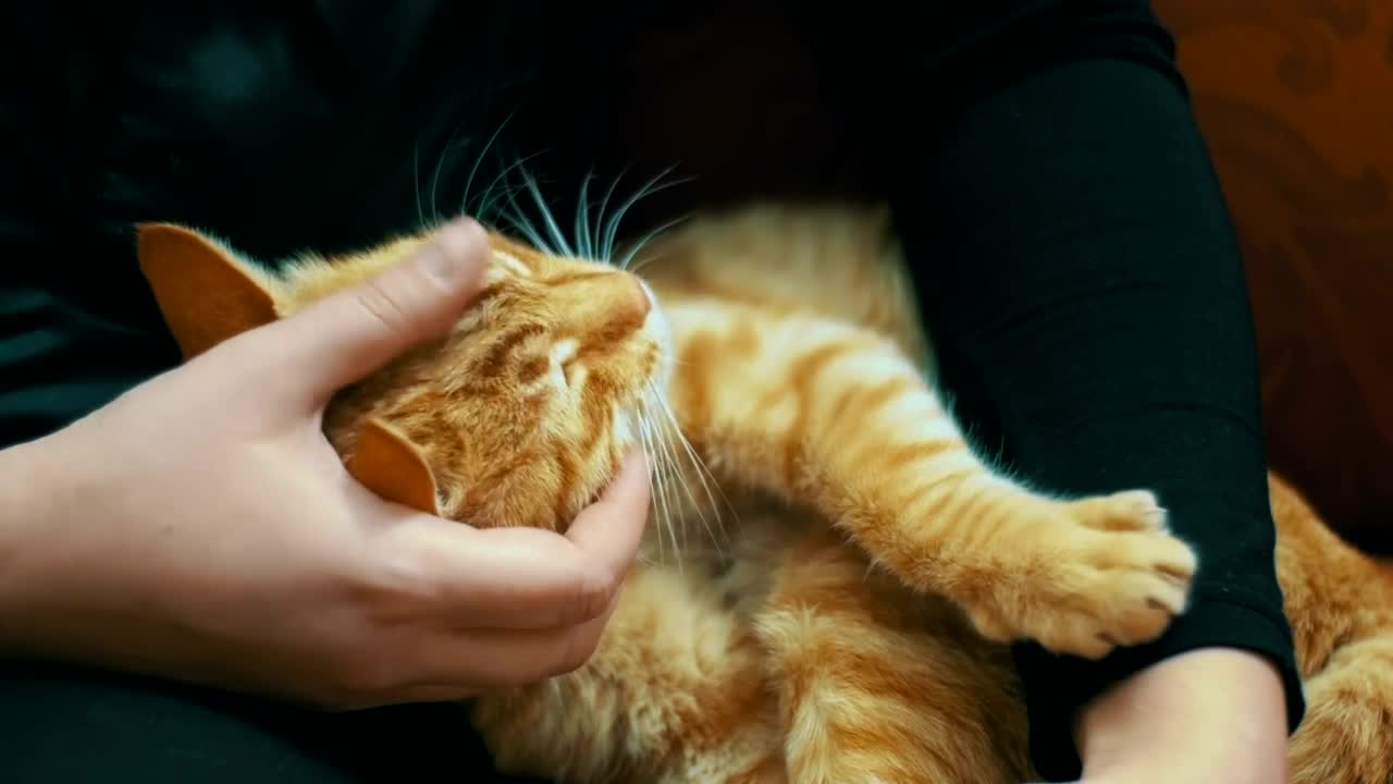 Free Video Stock tenderly stroking a cat Live Wallpaper - Free Download
