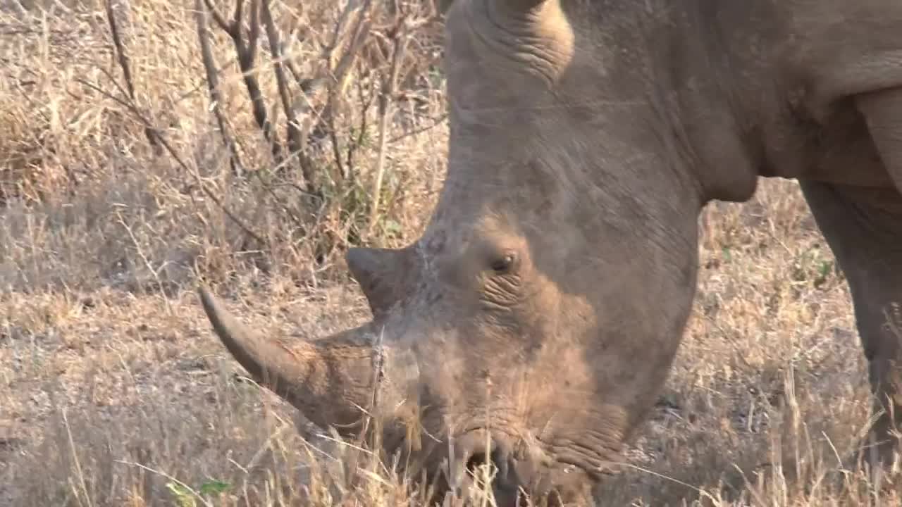 Free Stock Video Rhino Grazing On Dry Grass Live Wallpaper - Free Download