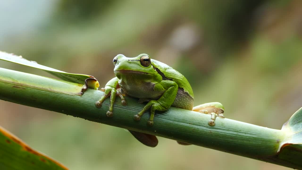 Stock Video Green Frog Resting On A Branch Live Wallpaper For PC - Free Download