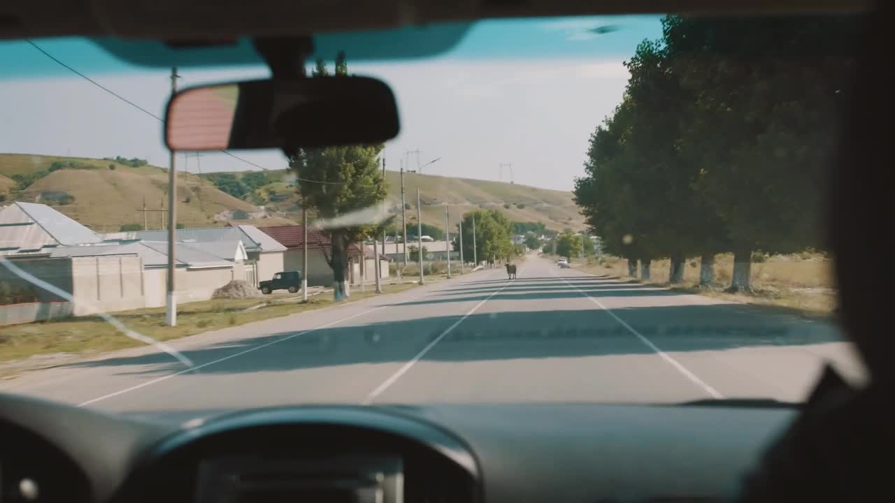Stock Video Cow Blocking The Road Live Wallpaper For PC - Free Download