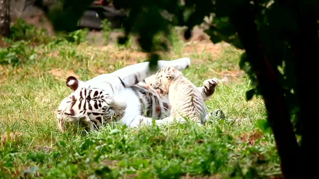 Stock Footage White Tiger Cub Playing With His Mother In The Grass Live Wallpaper - Free Download