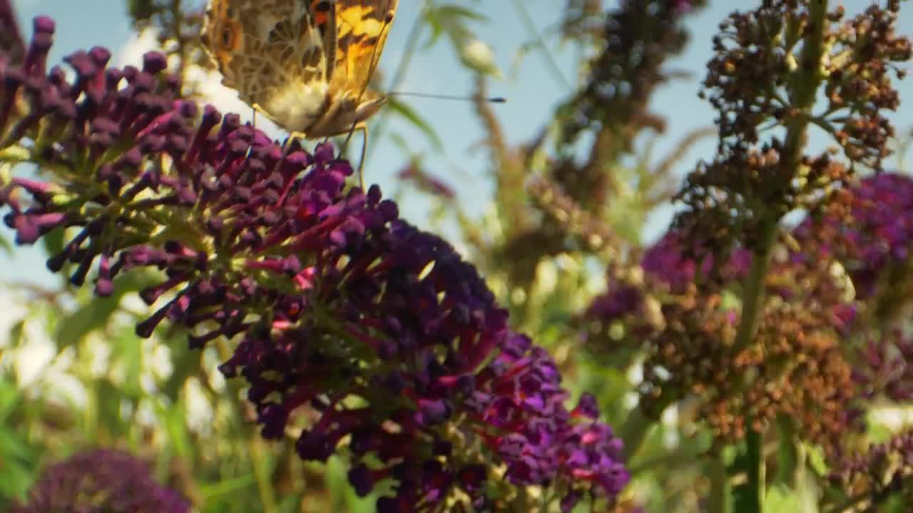 Video Stock Butterfly In The Breeze Live Wallpaper For PC - Free Download