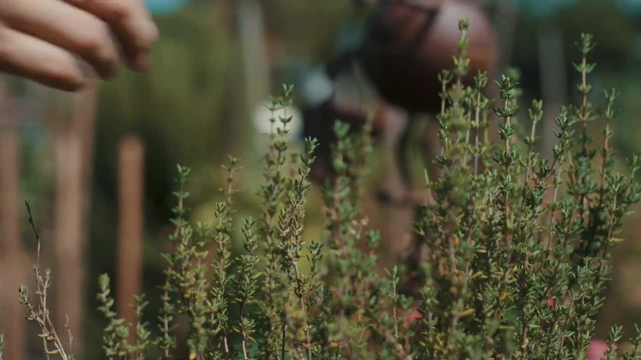 Stock Video Gardener Picking Leaves From A Plant Live Wallpaper For PC - Free Download