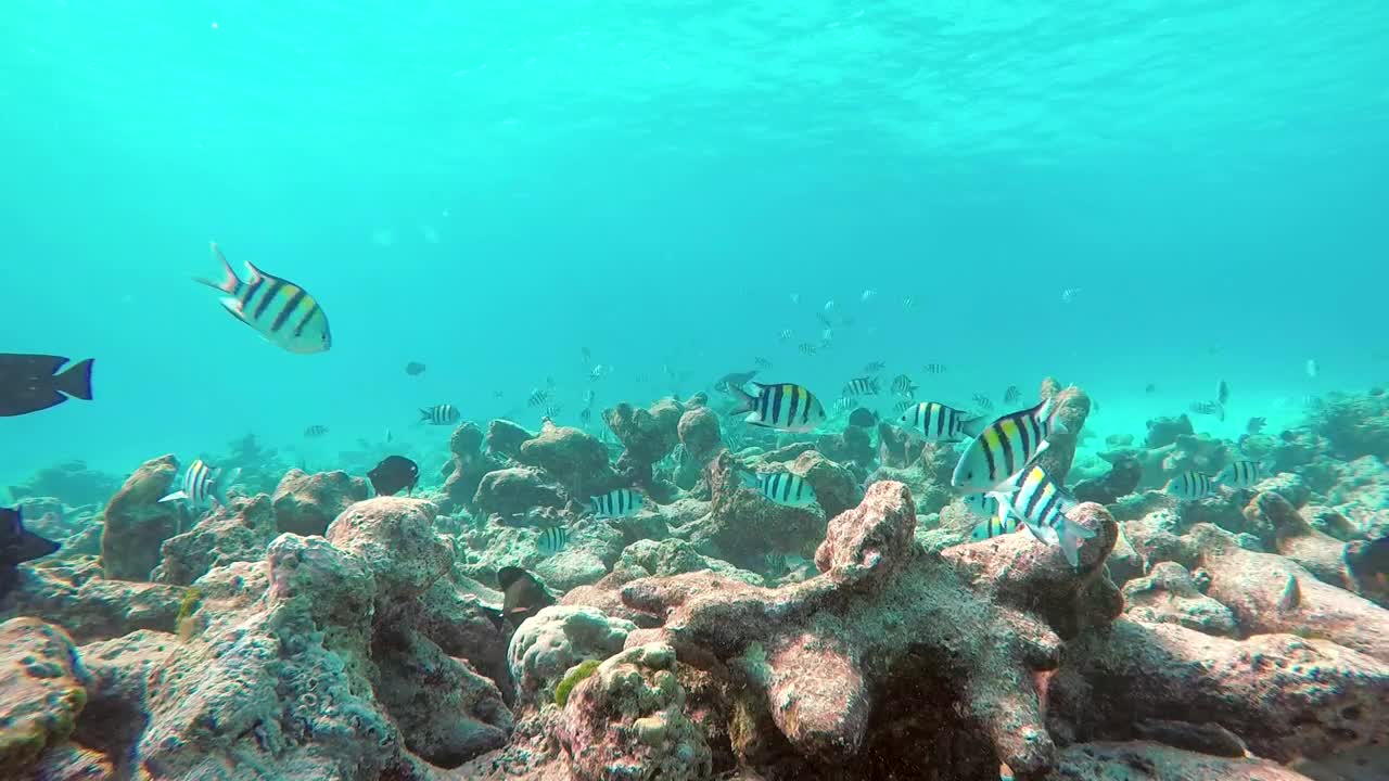 Stock Video Fish Swimming On A Reef Underwater Shot Live Wallpaper For PC - Free Download