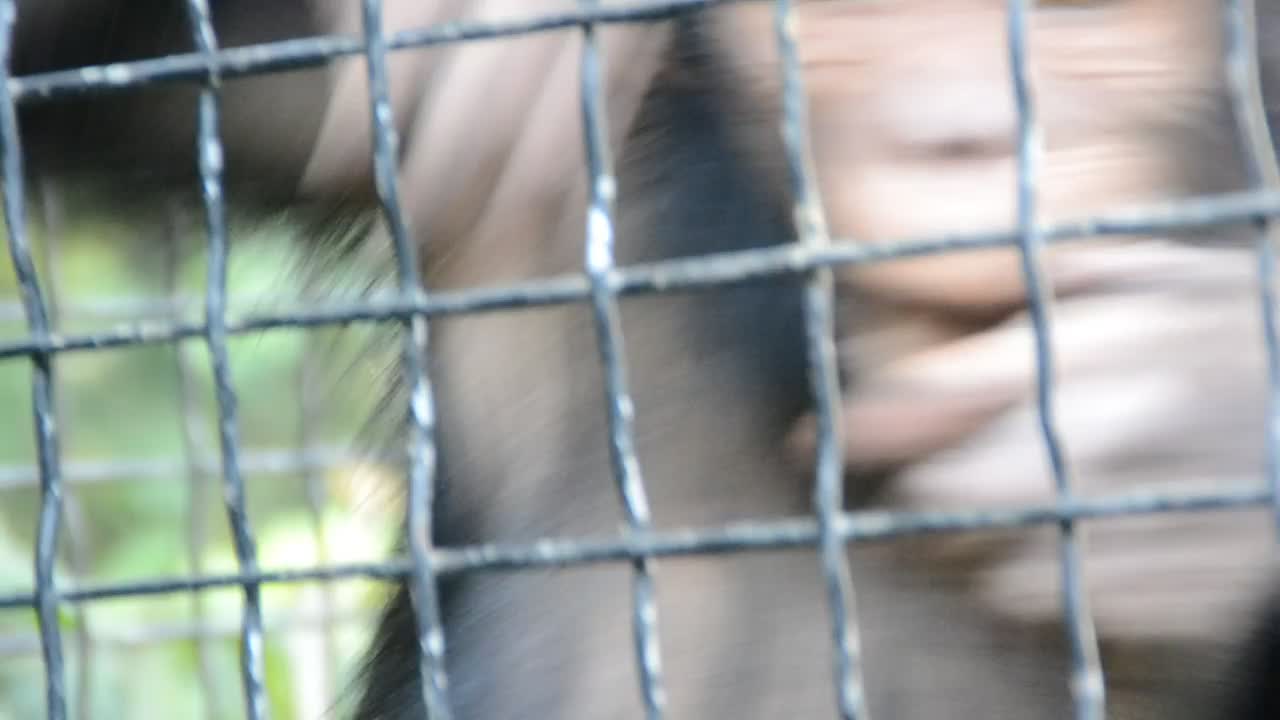 Video Stock Closeup Of A Monkey In A Zoo Live Wallpaper For PC - Free Download