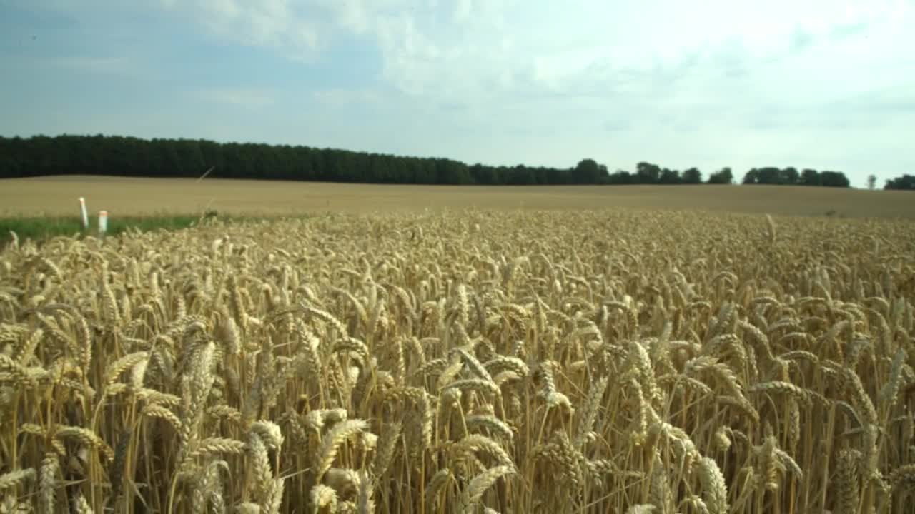 Stock Footage Wheat Before Harvest Live Wallpaper - Free Download