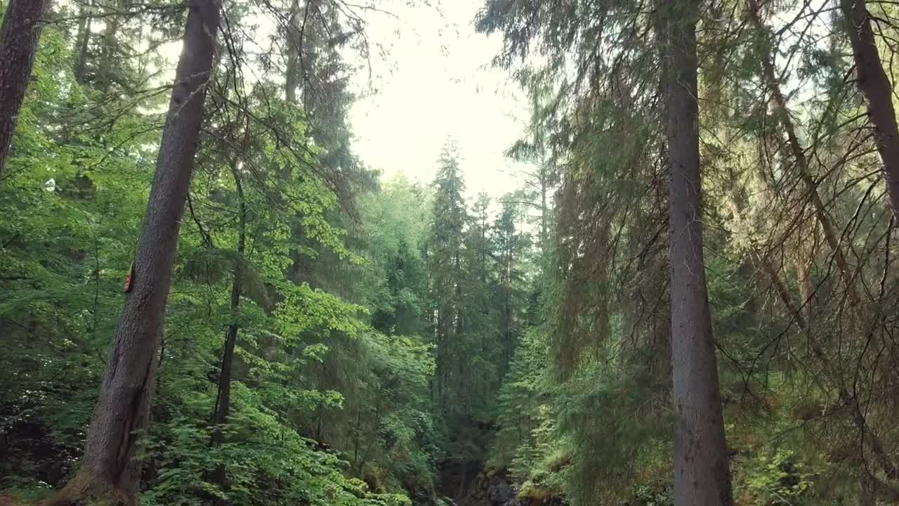 Video Stock Cave Hidden In A Forest Live Wallpaper For PC - Free Download
