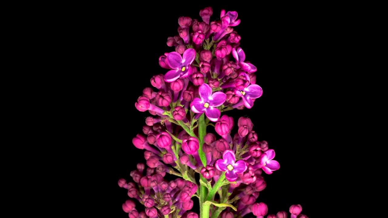 Stock Video Lilacs Opening Their Petals On A Dark Background Animated Wallpaper - Free Download