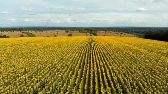 Stock Video Mixkit Flying Over A Large Sunflower Field Smal Live Wallpaper For PC - Free Download